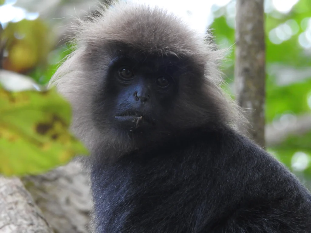 Nilgiri Langur for gallery